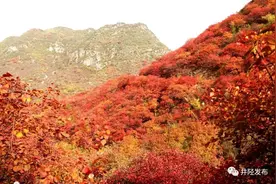 【太行秋色】未到橘子洲头，已赏万山红遍图片