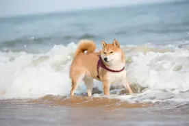 狗狗一生中，最害怕这5种东西，见到要避开哈图片