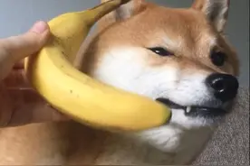 怎么判断一只柴犬是否失格呢？柴犬有哪些品相标准？图片