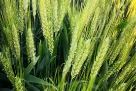 磷酸二氢钾如何正确使用，种植户有必要了解一下，建议收藏图片