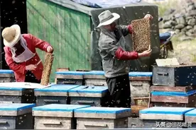 统领千军战四方，妻离子散终无悔！养蜂高手的心酸事图片