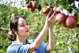 好看好吃的“彩虹梨”，成为采摘打卡新“网红”图片