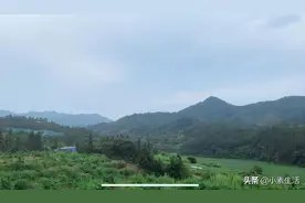 江西一农村大叔培育树苗，日赚3千出货赚30万，看看种的啥？图片