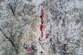 【烟台发布】莱阳这个村厉害了！胶东杏花第一村！图片
