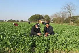 桐城： 能人带动助脱贫图片