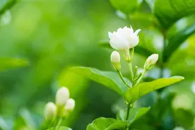 《茉莉》：一朵洁白的花，绽放东方大美图片
