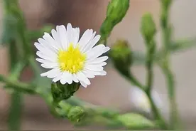 你会介意孩子考倒数第一吗？图片