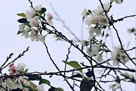 武大樱花反季开，怎么解释？植物学家：二度开放非好事图片
