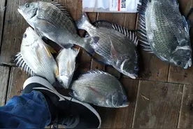 阿超海钓日记-虎头门探钓牛屎图片