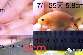 养功考试1个月，20条鱼的前后成长对比，变化太惊艳了图片