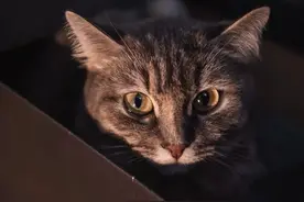 家里的猫咪屁屁出血了，是来大姨妈了吗？图片