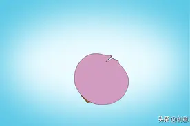简笔画：洋葱图片