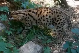 南京：动物园超重薮猫减肥一年才瘦八两 饲养员发现它竟偷偷加餐图片