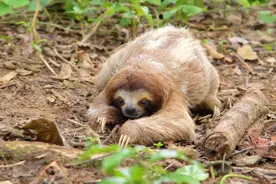 世界上最慢的动物，1秒钟前进0.04厘米，树懒：你才是大哥图片
