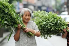 端午节选艾要注意！千万别把豚草当艾草，效果大不同图片
