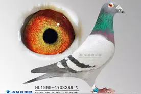 内蒙古包头高荣•文平赛鸽苑 北京爱亚卡普三年不败之谜图片
