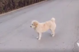 还记得去年运动会得亚军，但被保安拎出去的狗狗吗？今年它又来了图片