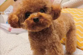 家里养了一只泰迪很可爱，但狗狗最近不爱吃狗粮了怎么办？图片