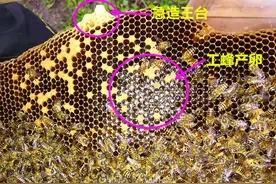 蜜蜂养殖：三十六计“浑水摸鱼”在给失王蜂群介入蜂王的成功运用图片