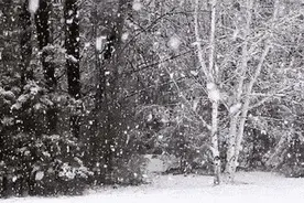 下大暴雪！小猫咪取暖多硬核？也就被“烤焦”了6789个肥屁股吧图片