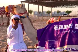 “加油产奶去中国！”迪拜皇室骆驼为双11加班，在天猫国际备货160万升奶图片