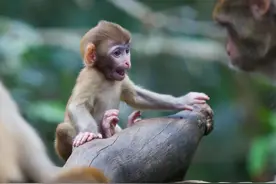 【云南生物多样性数字化百科图谱】脊椎动物·猕猴：爸爸去哪了？图片