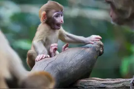 【云南生物多样性数字化百科图谱】脊椎动物·猕猴：爸爸去哪了？图片