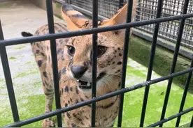 男子花5万元买薮猫上网炫耀被刑拘，上海警方将继续追查源头图片