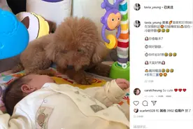 杨怡晒女儿与狗狗睡觉合照，狗狗满眼疼惜陪她身边画面超暖图片