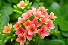 长寿花度夏难逃黑腐？了解三大原因，掌握五个要点，度夏不再难图片