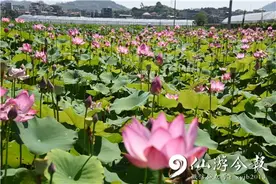仙游有个“碗里”的荷花基地，正在被各路爱美之人频繁打卡图片