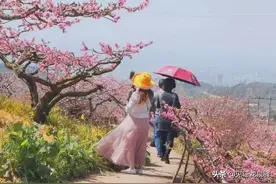 周末好天气！龙泉驿万亩桃花怒放，看完“桃”醉心扉图片