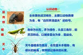 二年级语文下册十一课《我是一只小虫子》课文笔记，预习的好帮手图片