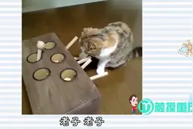 恶搞动物配音，笑的我肚子痛~视频封面