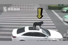 什么操作？行驶中车顶站着个狗狗，主人：它是训练过的！图片