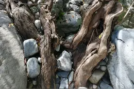 陕南，我在旅游时遇到的十棵神奇的树，很奇很怪，过目难忘图片