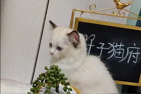 猫不能吃的东西你知道吗？为了你家猫的健康还是多了解一下吧图片