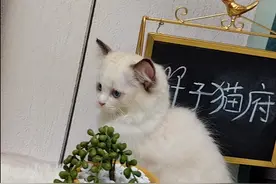 猫不能吃的东西你知道吗？为了你家猫的健康还是多了解一下吧图片