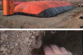 羊粪20天发酵成高质量有机肥，内蒙一试验站200m³纳米膜堆肥揭膜图片
