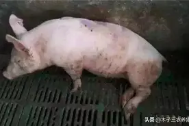 猪跛行一定是链球菌？站不起来的原因，你知道吗？猪痹症的治疗！图片