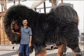 小伙发现一只4米长的“巨型”藏獒，细看后，直接让他头皮发麻图片