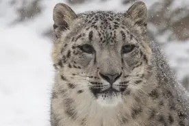 故事：善良的男孩救助小雪豹 雪豹长大后报恩帮他免去灭顶之灾图片