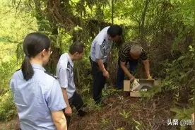 公路上惊现穿山甲！图片