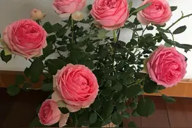 月季花枝条上的新叶怎么发卷变黄了，是不是红蜘蛛危害？图片