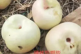 桃树：硬核期的管理是承前启后的关键节点图片