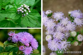 秦巴草药知识传承第十六讲：咸虾花祛风除湿，治疗类风湿关节炎图片