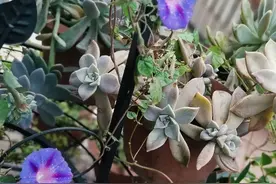 6种蓝色系的花，和夏天配一脸图片