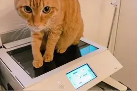 橘猫硬要在打印机上睡觉，主人十分无奈，不料收获"猫咪私房照"图片
