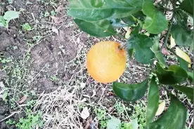 农村地里的一棵橘子树，枝丫茂密，为什么却只结了两个丑八怪橘子视频封面