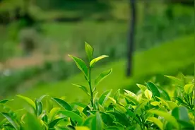 绿茶好在哪？关于绿茶的15个知识点图片